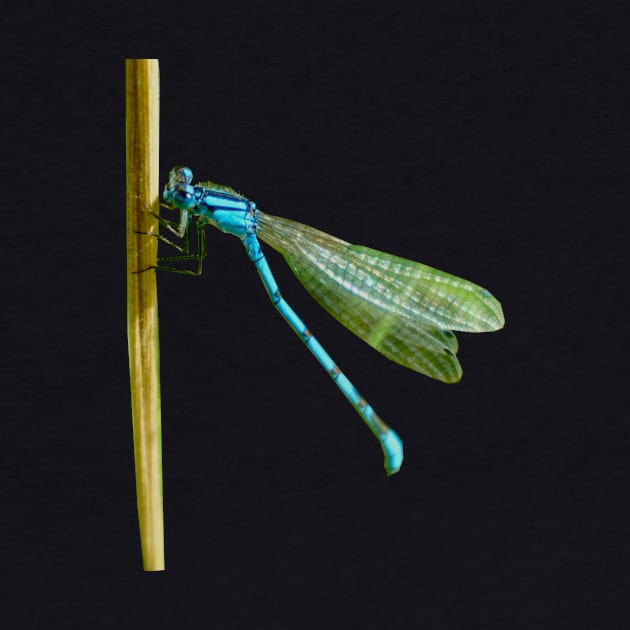 Damselfly by Nicole Gath Photography